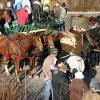 Blagoslov konj 2009 - 030